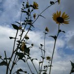 Texas sunflowers