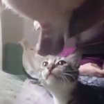 Cat plays with dog's balls GIF Template