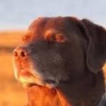blissful dog