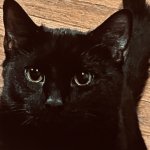 Noctis knows the situation.