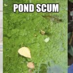 Scientific Classifications