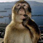 Thinking monkey