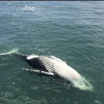 Whale Waller