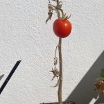 Lonely tomato