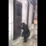 Monkey Want Out GIF Template