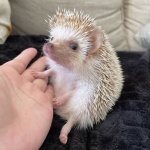 staring hedgehog