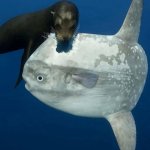 Sunfish Surprised