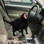 Cat yelling in car