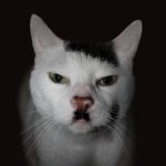 Angry German Cat