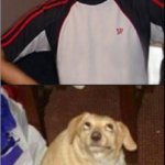 Dog looking