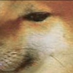 cheems close up