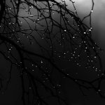 water tree