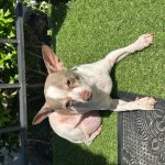 chihuahua side-eyeing you