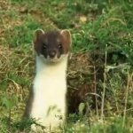 weasel GIF Template