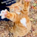 Cat moments | image tagged in purrfect morning | made w/ Imgflip meme maker
