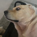 Dog Got Neutered But Can Still Hear