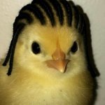 rasta chicken