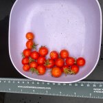 Cherry tomato harvest, August 22, 2025 Texas