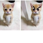 angry kitten