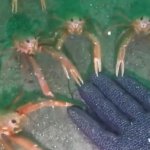 Crab Hand Meme