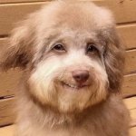 Smiling dog