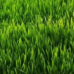touch grass?