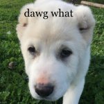 Dawg | dawg what | image tagged in dawg | made w/ Imgflip meme maker