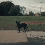 THE WOLF