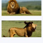 Lions