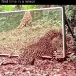 Mirror Mayhem | image tagged in gifs,mirror mayhem | made w/ Imgflip video-to-gif maker