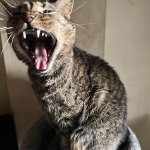 Majora Derp