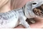 Shedding skin