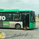 Perrito parada bus