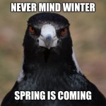 Spring is Coming Magpie | NEVER MIND WINTER; SPRING IS COMING | image tagged in aussie magpie in spring | made w/ Imgflip meme maker
