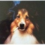 Confused Collie (Smoking)
