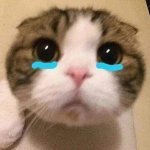 cry cat