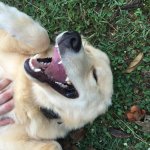 Happy Doggo meme