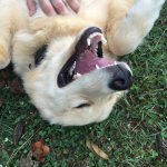 Happy Doggo | HAPPY DOG | image tagged in happy doggo | made w/ Imgflip meme maker