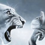 Angry lion vs smart chimp