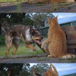 Dog playing with cat