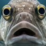 fish 1000 yard stare