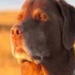 frustrated dog