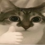 bombastic side eye cat v2 meme