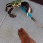 stabbo the crabbo