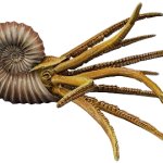 Ammonite (JWTG Design)