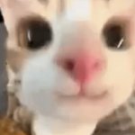 hai :3 meme