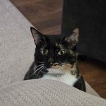 Judgemental Chloe