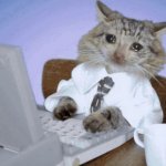 Sad Cat Working Computer