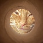 Orange cat through toilet paper roll