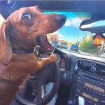 Dog driving